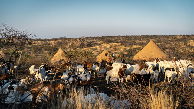 Himba village at sunrise near Kamanjab in Namibia, Africa.  - Powered by Adobe