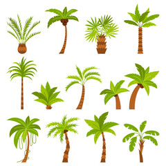 Set of different palm tree elements. Collection of tropical plants with green leaves top and trunks
