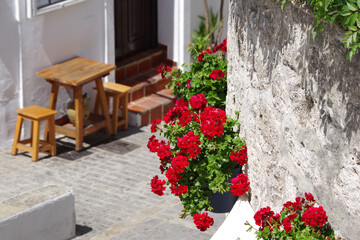 Fototapeta na wymiar Fleurs rouges en Espagne