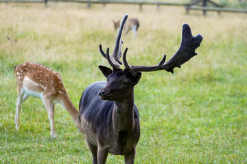 Fallow deer on a green meadow. Dama dama.

