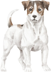 Jack russell terrier dog illustration