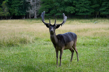 Fallow deer on a green meadow. Dama dama.
