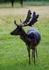 Fallow deer on a green meadow. Dama dama.
