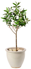 Small young olive tree in stylish ceramic pot isolated