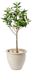 Fototapeten Kleiner junger Olivenbaum im stilvollen Keramiktopf isoliert © Anterovium