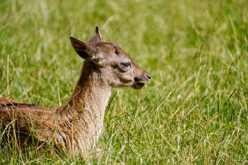 Fallow deer on a green meadow. Dama dama.
