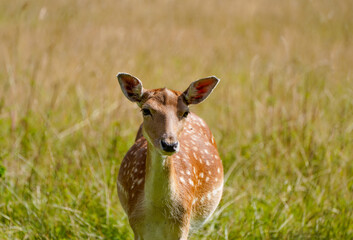 Fallow deer on a green meadow. Dama dama.
