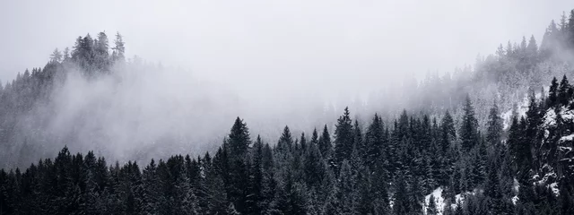 Foto op Aluminium Verbazingwekkende mystieke stijgende mist lucht bos sneeuw besneeuwde bomen landschap sneeuwlandschap in het Zwarte Woud (Schwarzwald) winter, Duitsland panorama banner - mystieke sneeuw stemming © Corri Seizinger