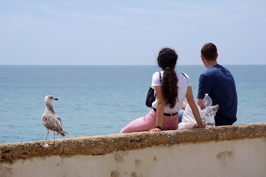 Couple et go&eacute;land face &agrave; l'oc&eacute;an