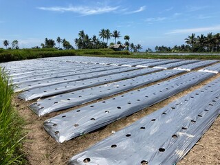 Agricultural Plastic Sheet known as Mulching Sheet so that the plants in it are planted neatly