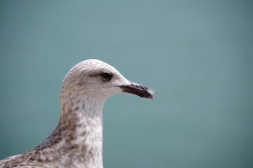 Portrait de goéland