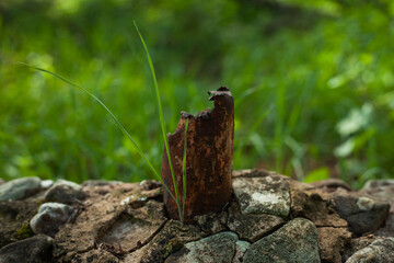 broken and rusty iron bar on which a plant has grown next to it