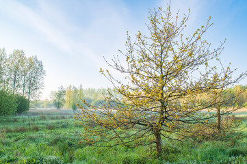 Trees in field, hazy and dreamy