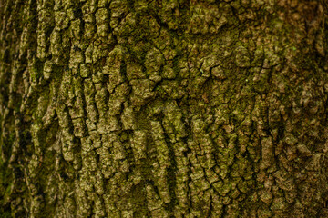 bark of a tree texture