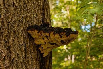huge mushroom growing on a tree