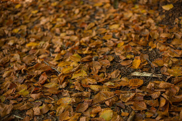 autumn leaves background