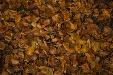 autumn leaves background