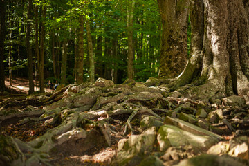 tree in the forest with many roots