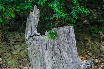 New Life concept with seedling growing sprout from old trees. Symbol of a new beginning or business development symbolic.