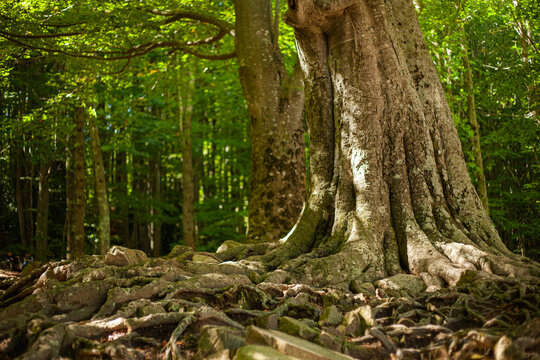 tree in the forest with many roots