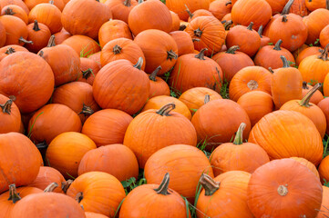 Pumpkins, Big bright orange pumpkins