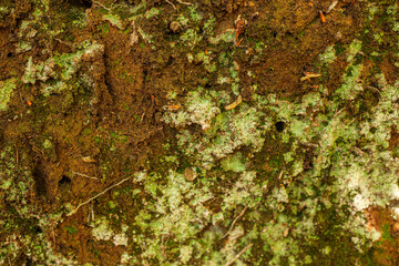 moss on the ground texture