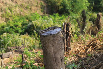 Fototapeta premium Big and healthy trees are cut from the root. Logs are carved and cut from the green forest. Forest cut down. The wood industry is destroying the forest. Ecological disaster. Deforestation.