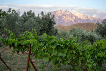 Fototapeta na wymiar Vignoble albanais près de la ville de Berat