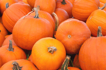 Pumpkins,  Big bright orange pumpkins