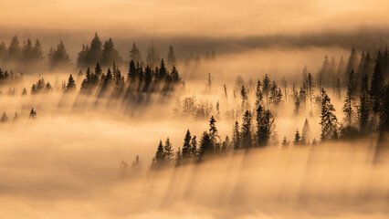 Sun rising over a forest hidden by morning fog and trees casting long shadows. Positive emotion...