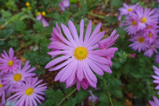 Closeup of flower of single pink daisy like Chrysanthemum in mid October