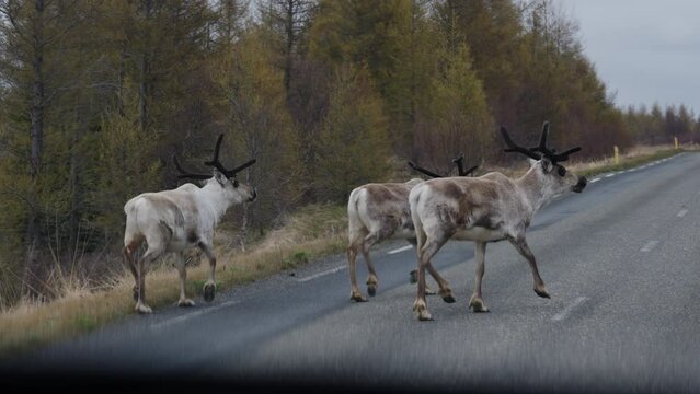 Wide Tracking Shot From Car Of Reindeer, Rangifer Tarandus, Walking Along Road, Iceland