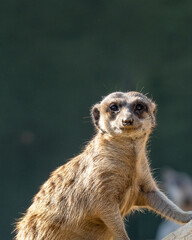 Fototapeta premium portait of meercats 