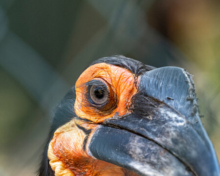 Calaos close Up