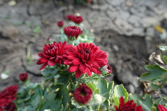 2 Dark Red Flowers Of Chrysanthemums In October