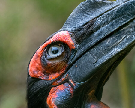 Calaos close Up