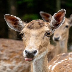 portrait of a deer