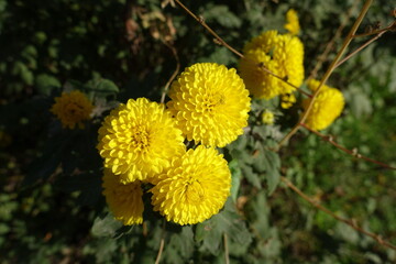 Close shot of three yellow flowers of Chrysanthemums in mid October