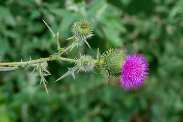 Branch of the blooming thistles on a dark blurred background