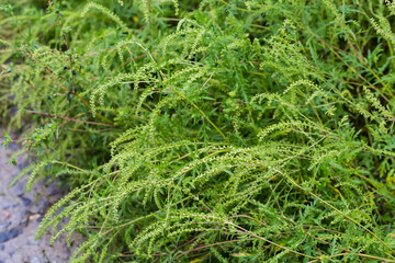 Bushes of common ragweed in overcast weather
