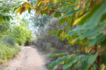 On the path in the forest you can see trees on the sides of the road and some ferns in the ditch....