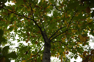 Chestnut tree branch with different coloured leaves in autumn. Autumn concept and orange colours.