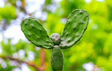 Rare picture of cactus plant. Man-shaped cactus plant with green bokeh background. Copy space.	