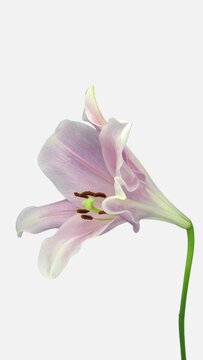 Time lapse of dying pink Longiflorum lily flower isolated on white background, vertical orientation