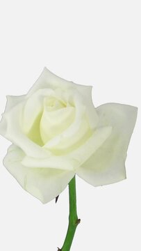Time lapse of dying white Akito rose isolated on white background, vertical orientation