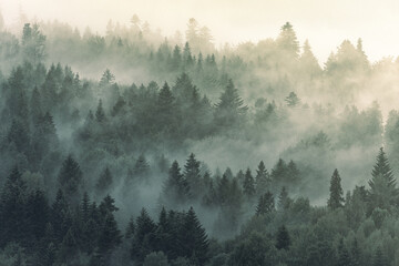 Beautiful wallpaper forest with mist and fog in the dark