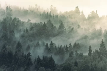 Fototapete Wald im Nebel Schöner Tapetenwald mit Nebel und Nebel im Dunkeln