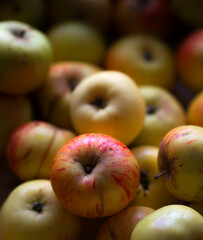 Freshly picked apples in northern Spain