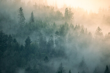 Obraz na płótnie Canvas Misty landscape with foggy forest wallpaper