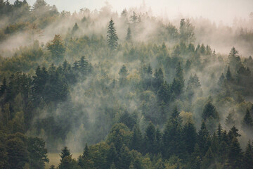 Paysage brumeux avec papier peint forêt brumeuse